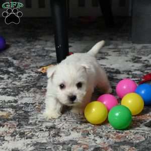 Lizzie, West Highland Terrier Puppy